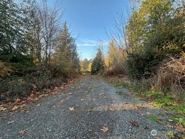 a view of a forest with trees in the background