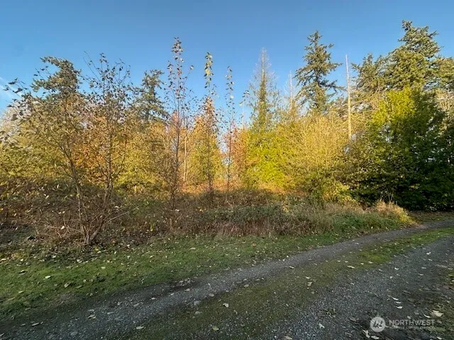a view of a forest with trees in the background