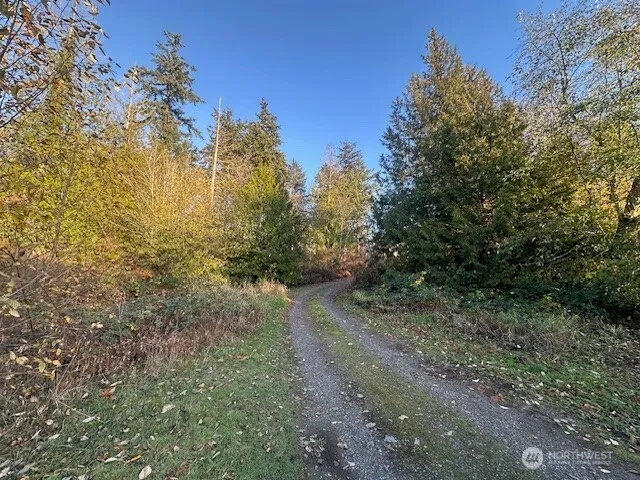 a view of a yard with a tree