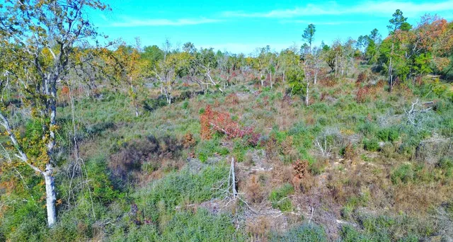a view of a lots of trees and bushes