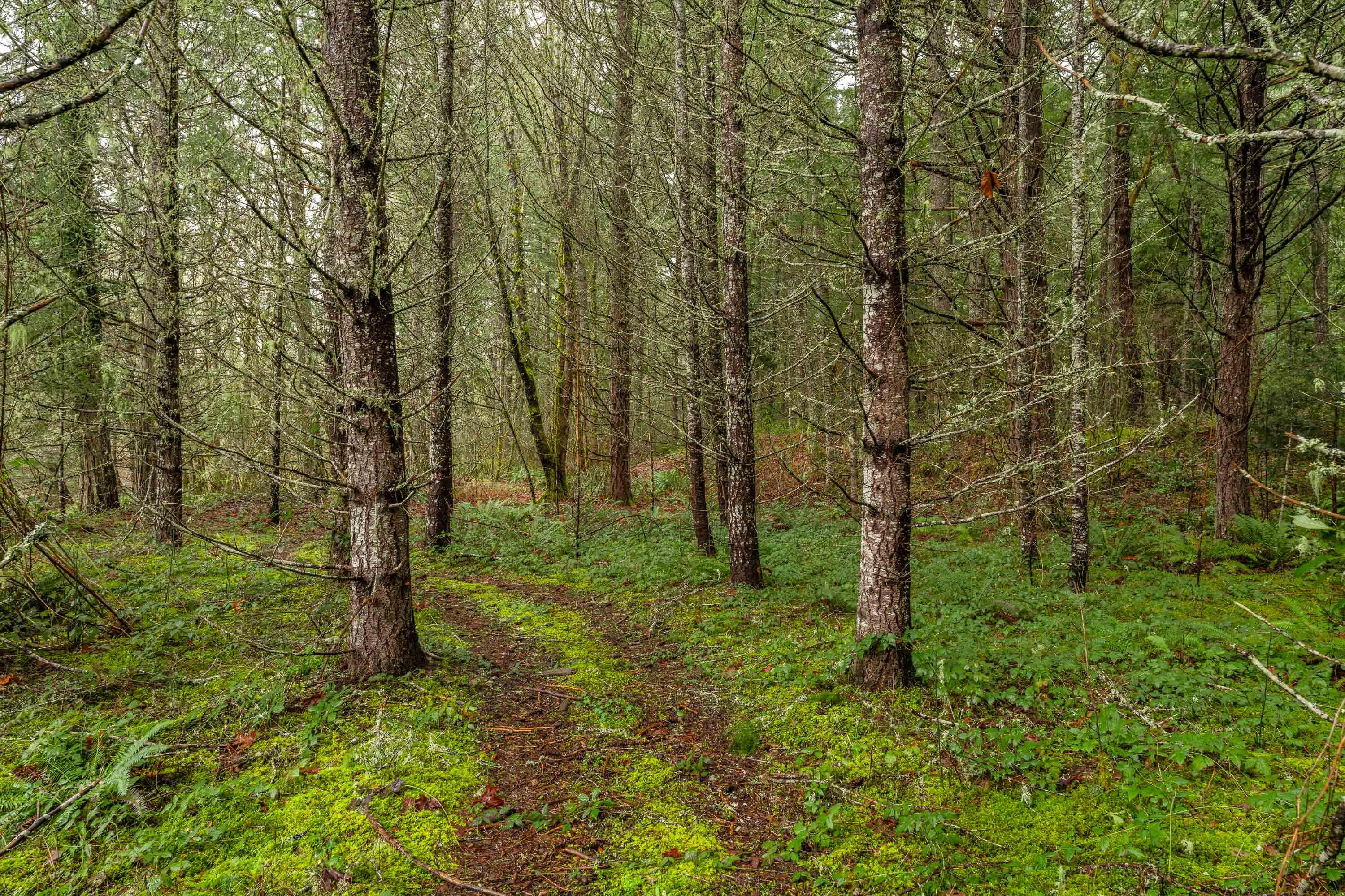 0 Upper Cow Creek Road Azalea, OR 97410 - Photo 16 of 28 EXT2 (11 of 19)