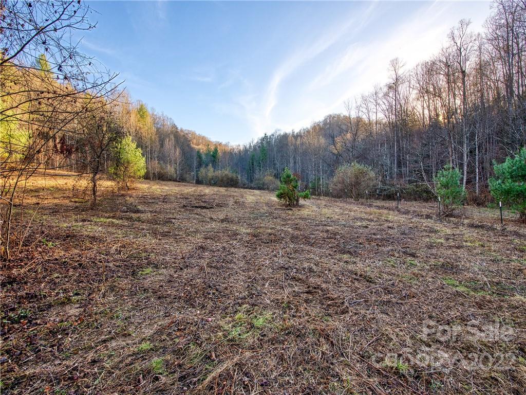0 White Oak Road Waynesville, NC 28785 - Photo 4 of 14 a view of dirt yard with a large tree