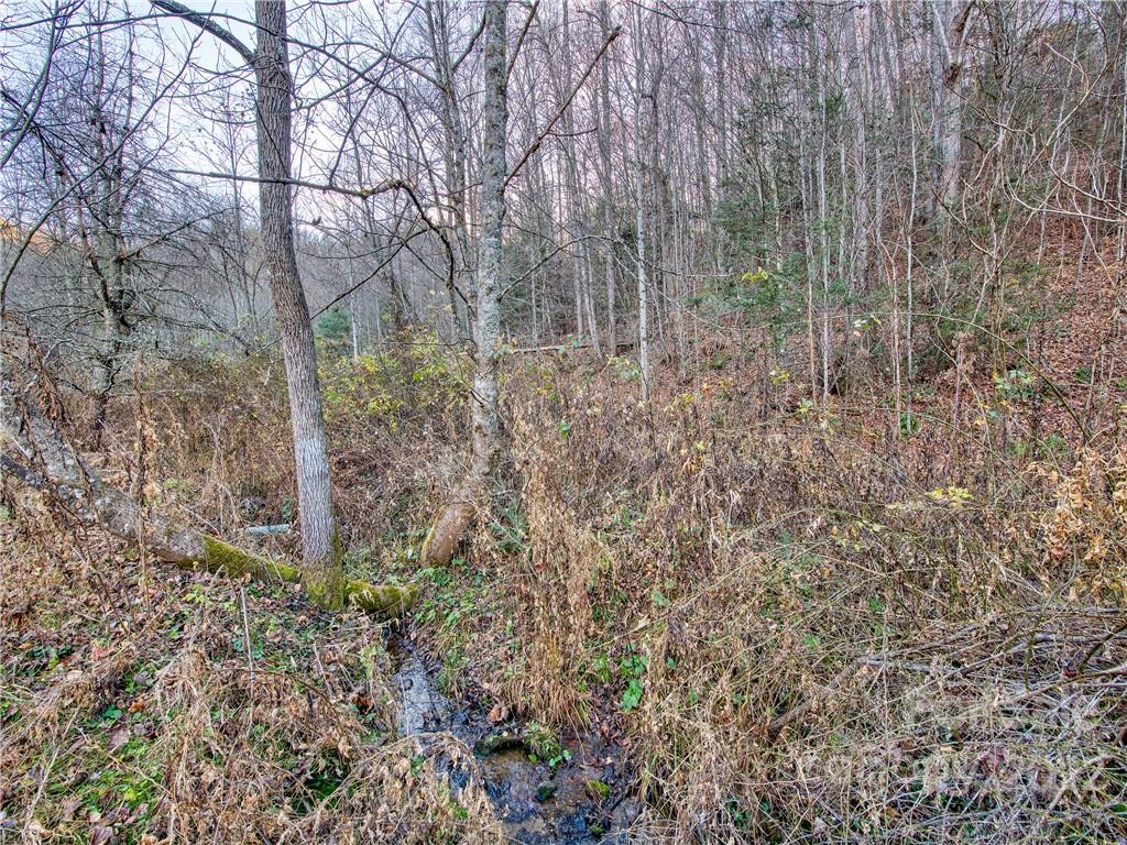 0 White Oak Road Waynesville, NC 28785 - Photo 7 of 14 a view of forest