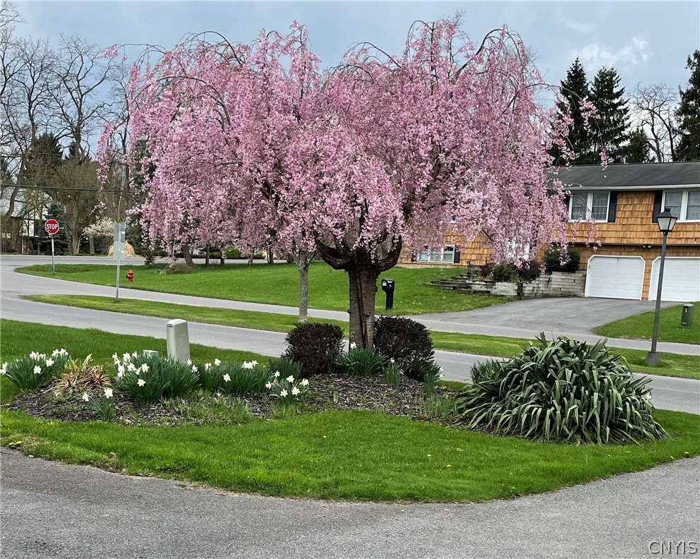 104 Old Lyme Road DeWitt, NY 13224 - Photo 32 of 34 Mature flowering trees.