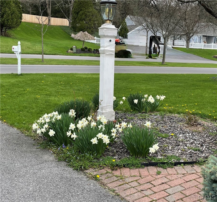 104 Old Lyme Road DeWitt, NY 13224 - Photo 34 of 34 Daffodils, tulips and narcissus