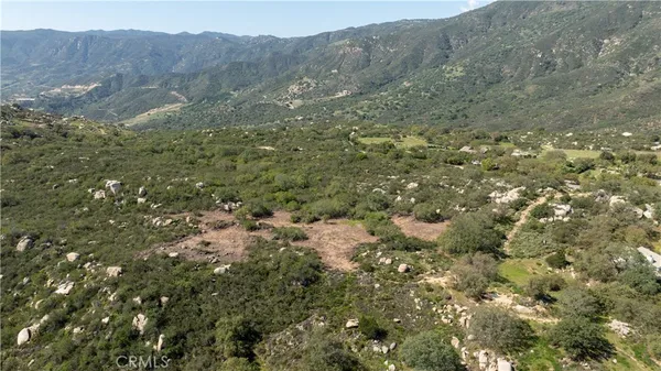 a view of a forest with a mountain in the background