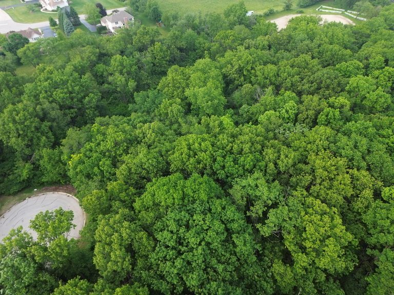 7106 Forest Oak Drive McHenry, IL 60050 - Photo 7 of 14 a view of a lush green forest
