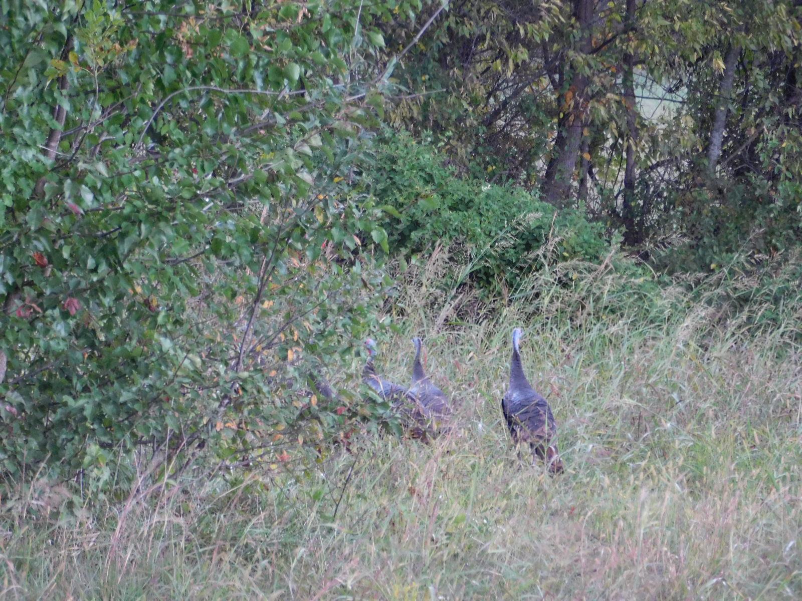 316 Denning Ford Road Portland, TN 37148 - Photo 7 of 18 a view of a forest with a tree