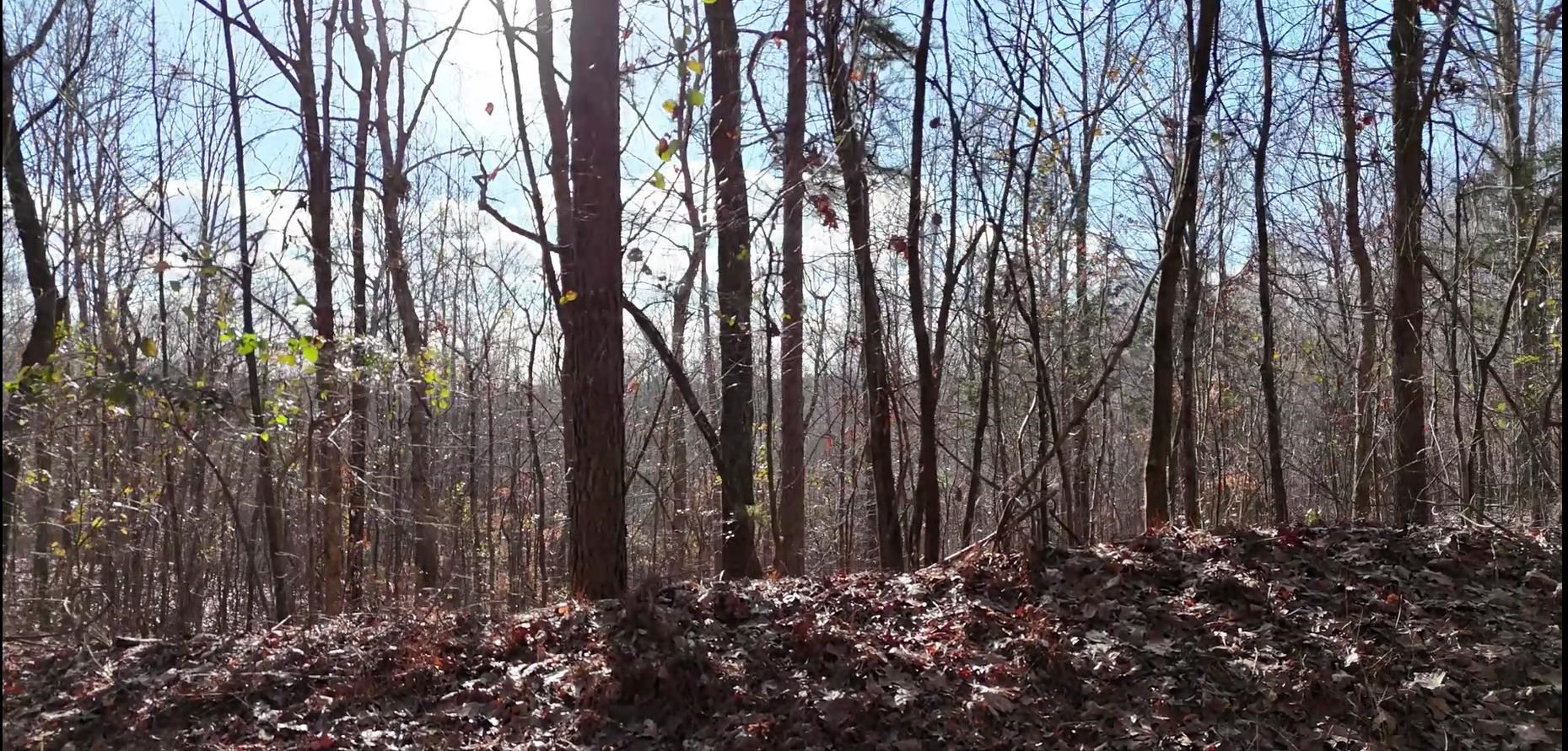 0 Cr 414 Road Falkner, MS 38629 - Photo 23 of 31 View of local wilderness