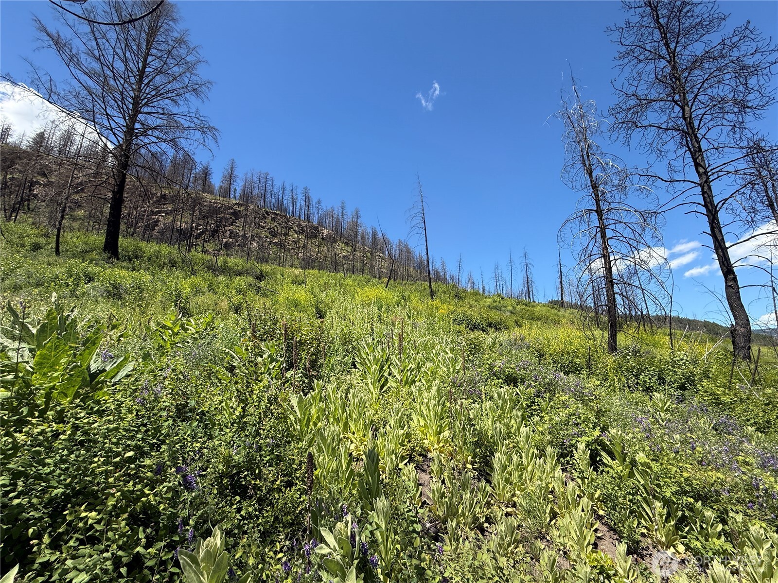 32 4th Of July Creek Road Danville, WA 99121 - Photo 4 of 20