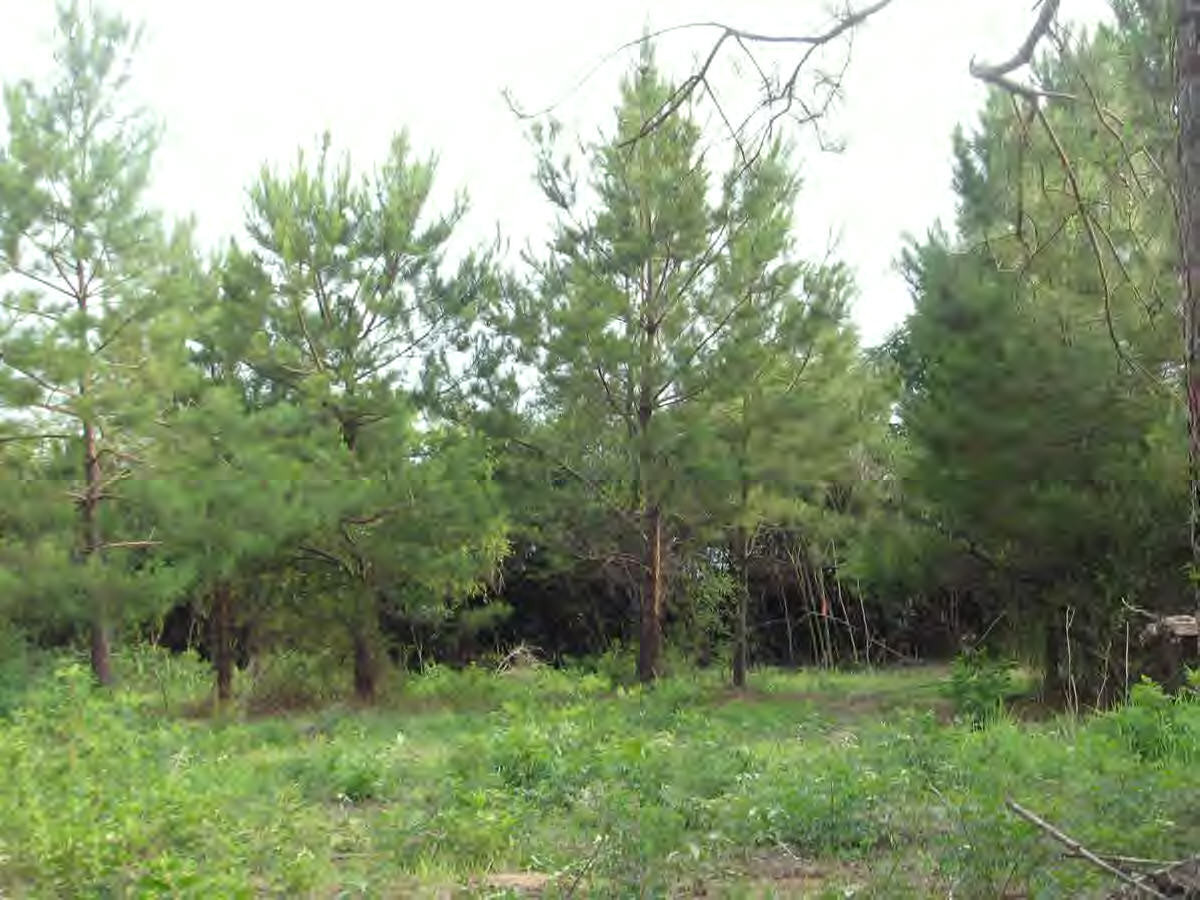 Burch Road Osyka, MS 39657 - Photo 1 of 1 Main View