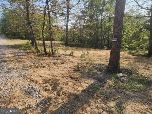 a view of a yard with large trees