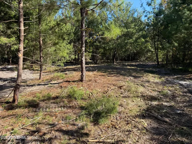 a view of a yard with trees