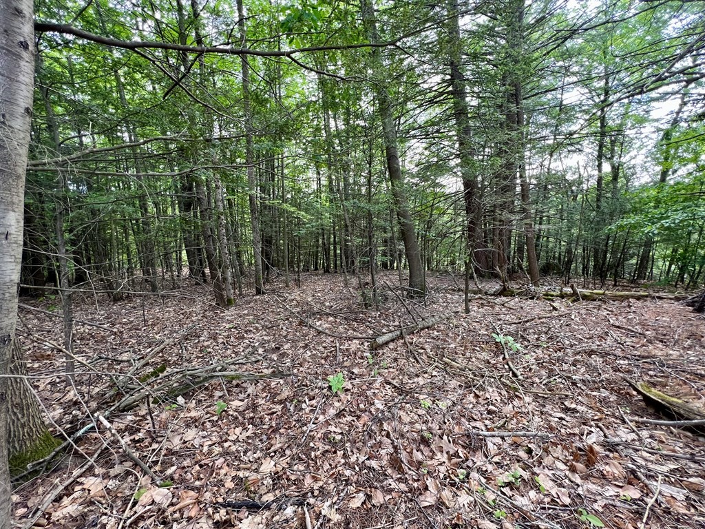 0 George Lamb Road Greenfield, MA 01301 - Photo 1 of 7 a view of a forest with trees