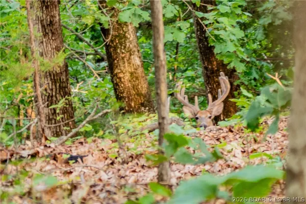 $135,000 | Tbd 27-ac Whippoorwill Lane, Sunrise Beach, MO 65079