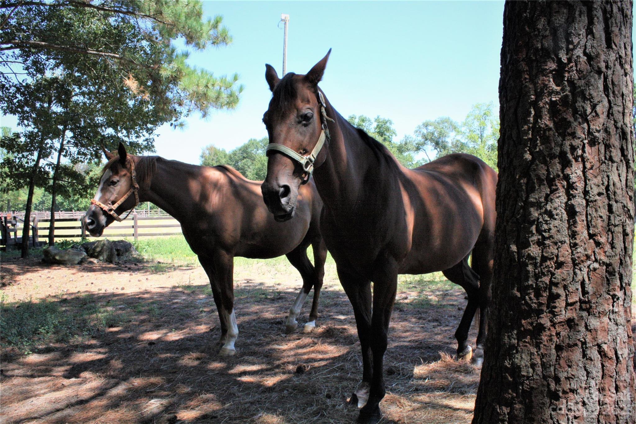 844 Bellegray Road, Unit 16 Clover, SC 29710 - Photo 10 of 12