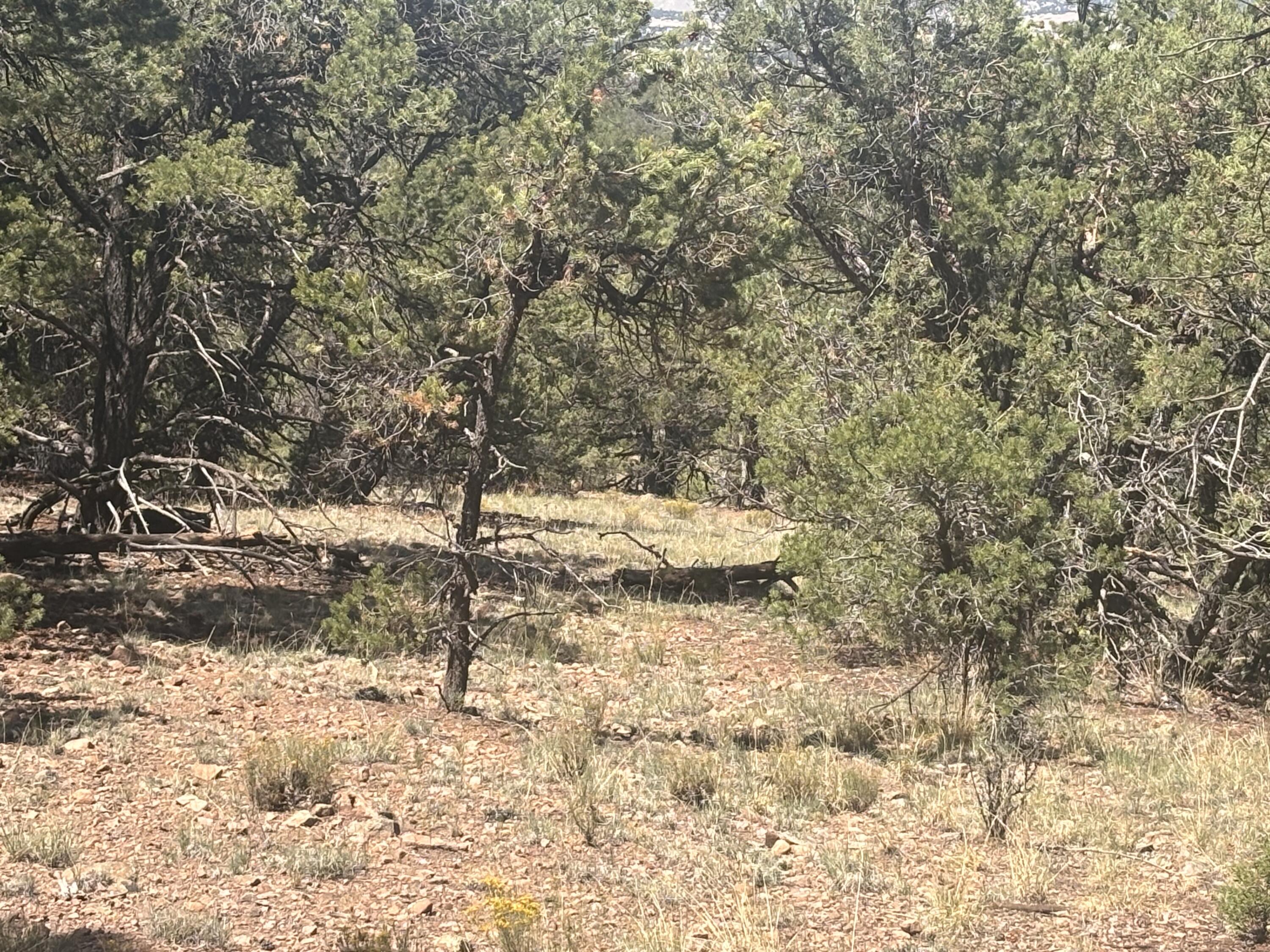 23 Tee Pee Trail Datil, NM 87821 - Photo 12 of 15 Gallery Image 12
