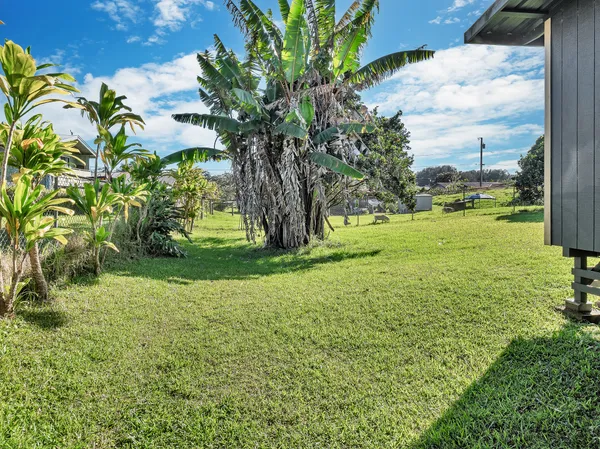 a view of a garden with a tree
