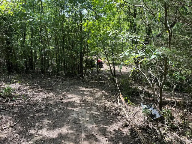 a view of a forest with a tree