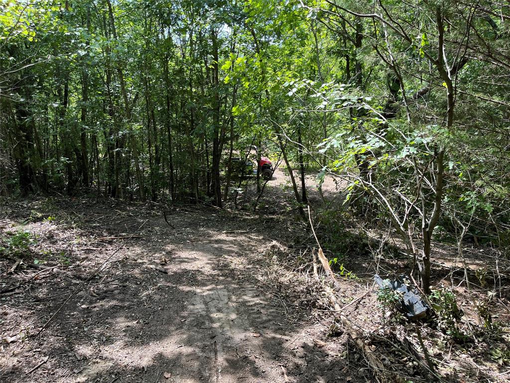 Tbd Tbd Tx-160, Unit OF Whitewright, TX 75491 - Photo 14 of 24 a view of a forest