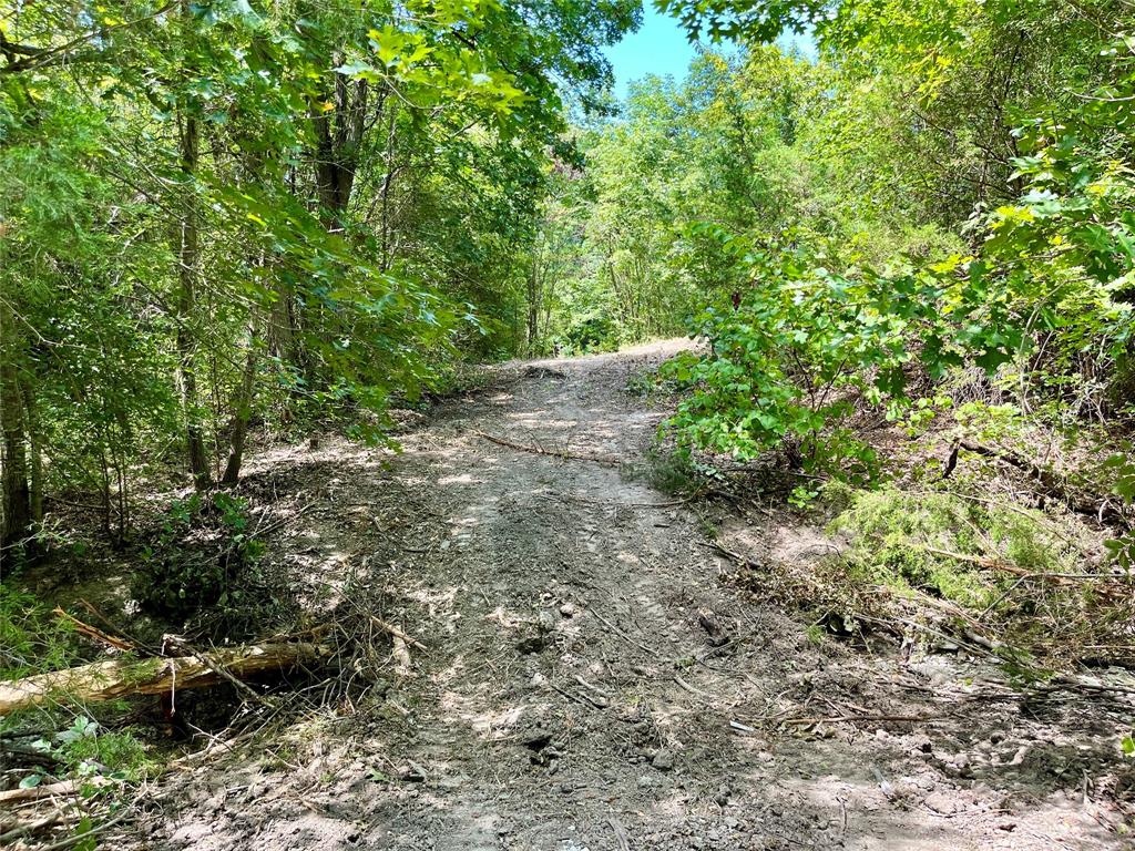Tbd Tbd Tx-160, Unit OF Whitewright, TX 75491 - Photo 16 of 24 a view of forest