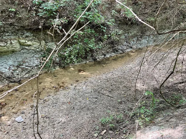 a view of a forest with lots of trees