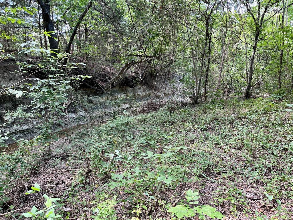 Tbd Tbd Tx-160, Unit OF Whitewright, TX 75491 - Photo 20 of 24 a view of a forest with lots of trees