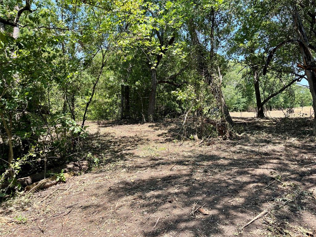 Tbd Tbd Tx-160, Unit OF Whitewright, TX 75491 - Photo 5 of 24 a view of a forest filled with trees