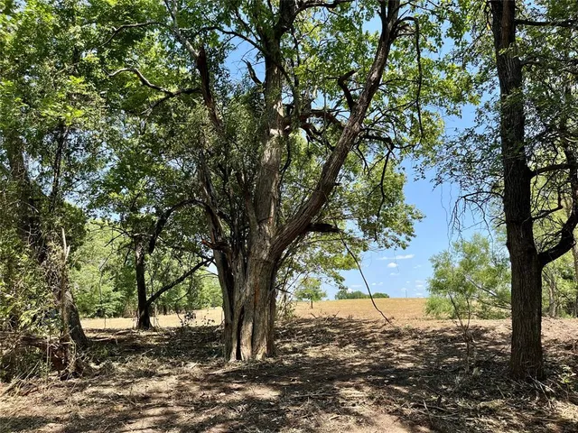 a view of a tree in a yard