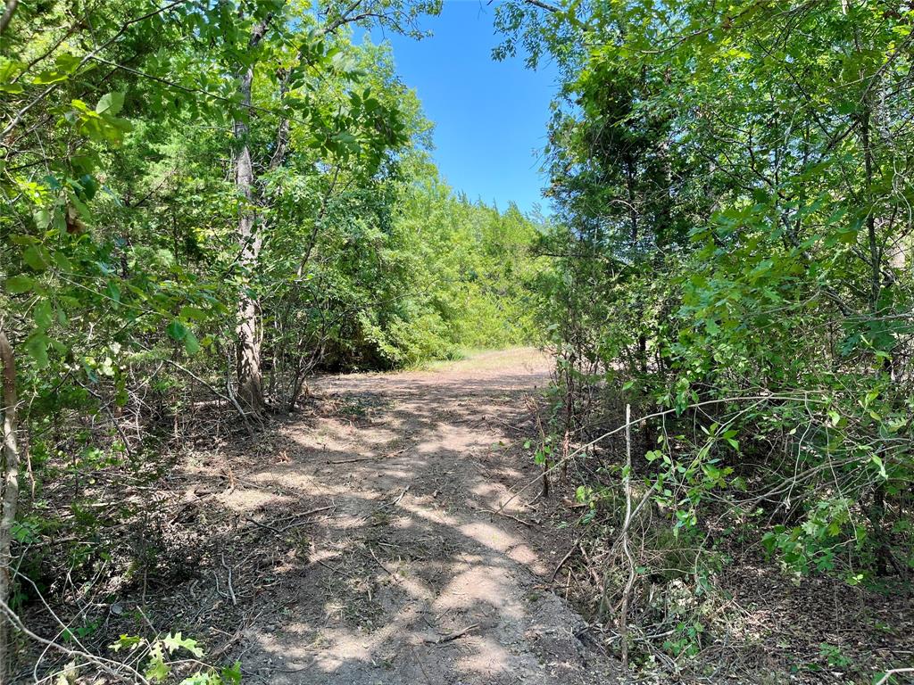Tbd Tbd Tx-160, Unit OF Whitewright, TX 75491 - Photo 9 of 24 a view of yard