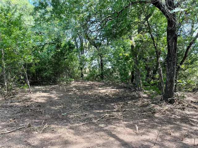 a view of a forest with trees in the background