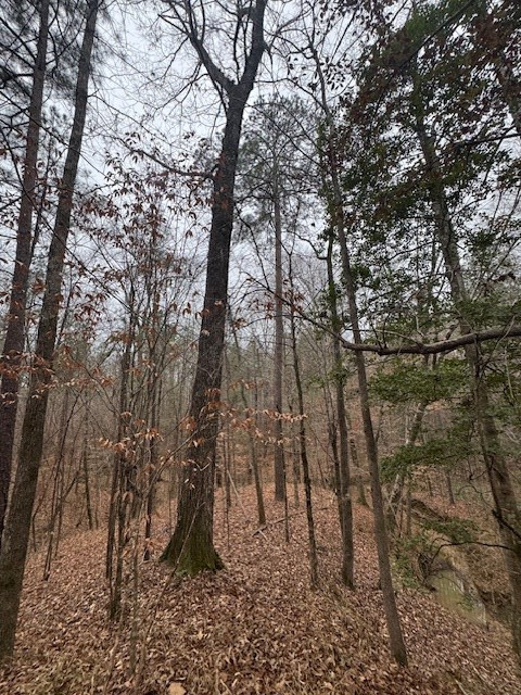 0 Murray Road Crosby, MS 39633 - Photo 11 of 28 Photo 11