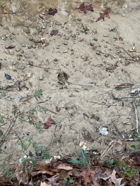 0 Murray Road Crosby, MS 39633 - Photo 5 of 28 Photo 5