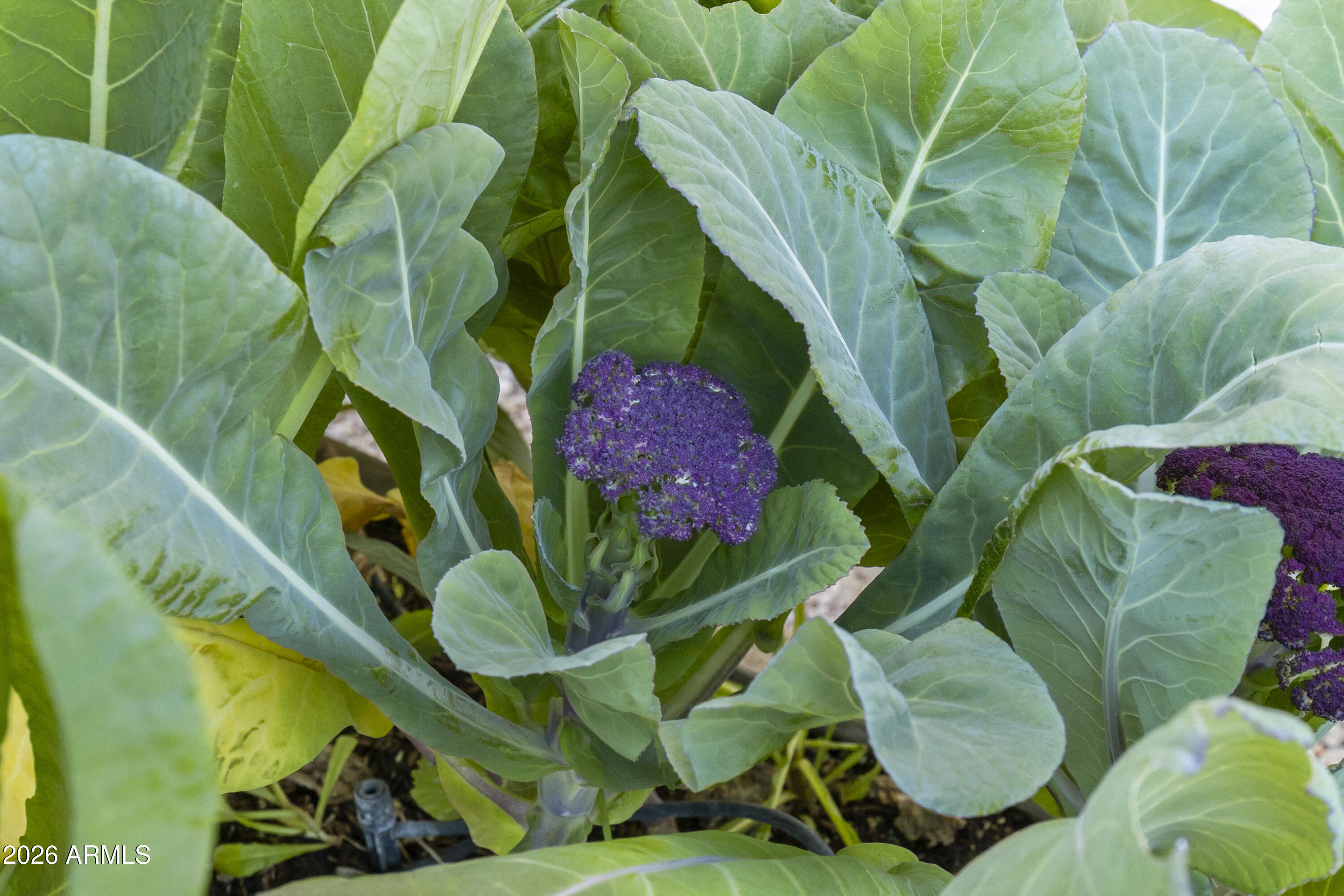 2519 East Rawhide Street Gilbert, AZ 85296 - Photo 20 of 35 a picture of a plant