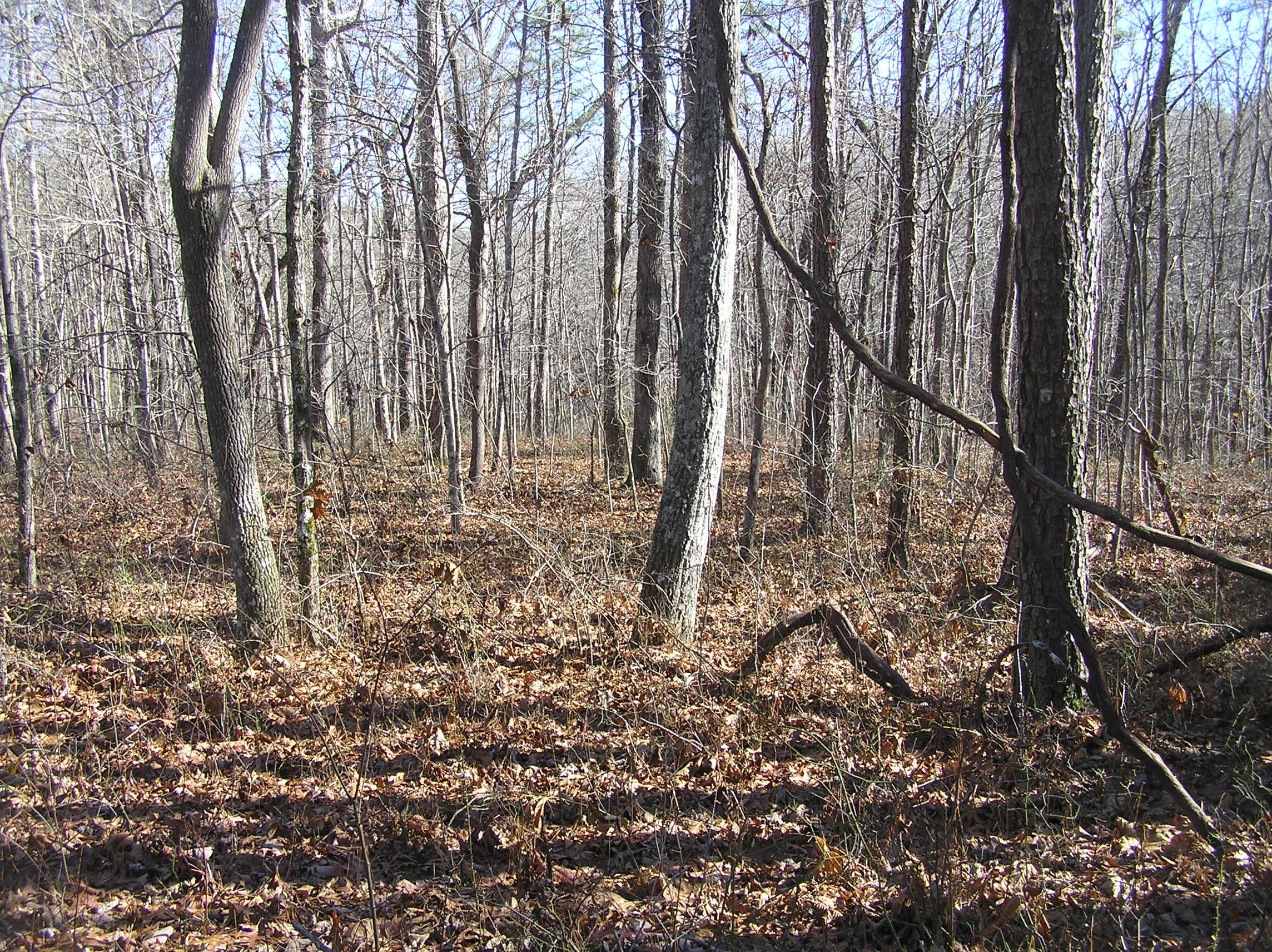 1175 Deerhead Road Dunlap, TN 37327 - Photo 11 of 28 P1010009