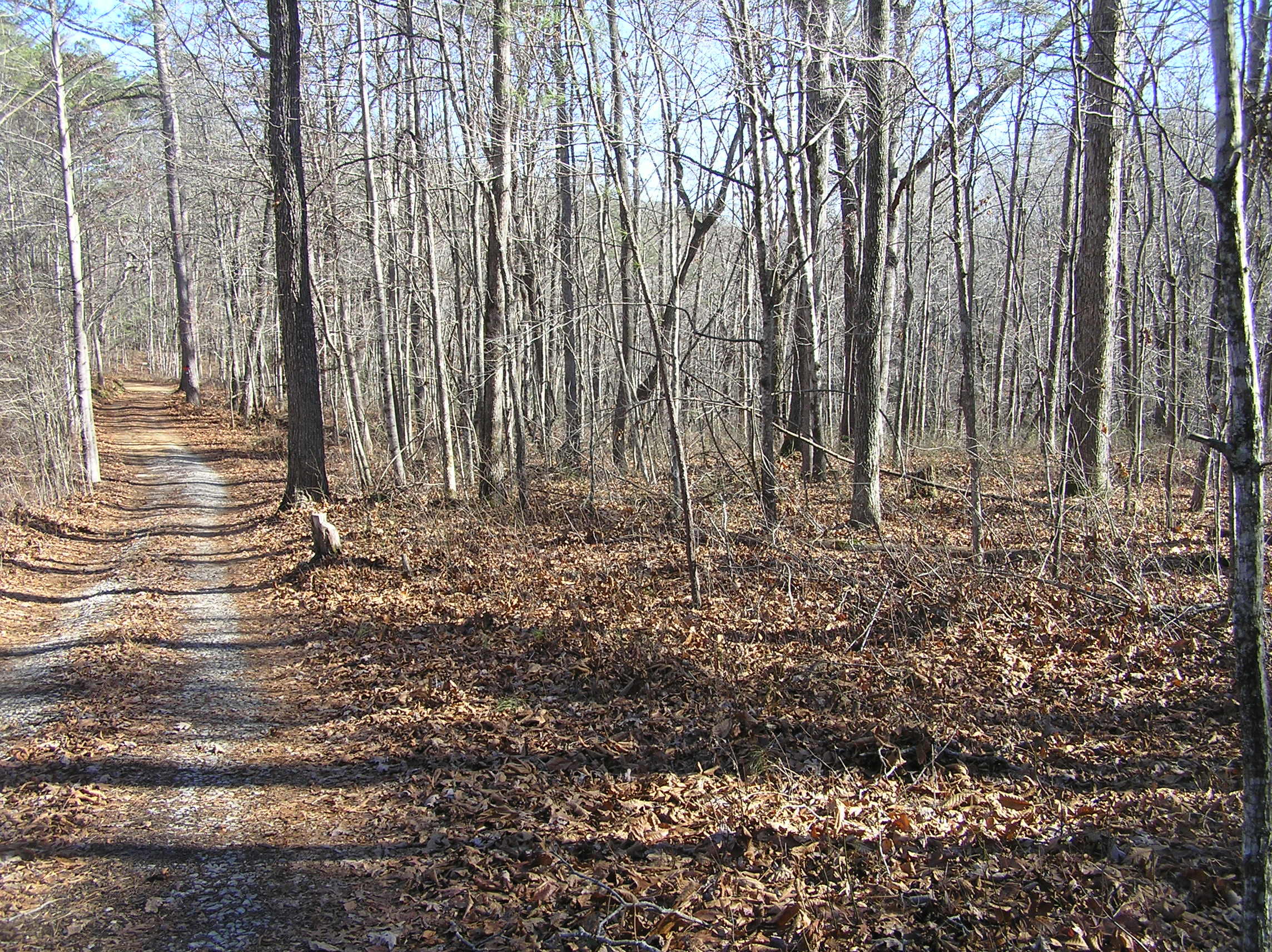 1175 Deerhead Road Dunlap, TN 37327 - Photo 8 of 28 P1010006