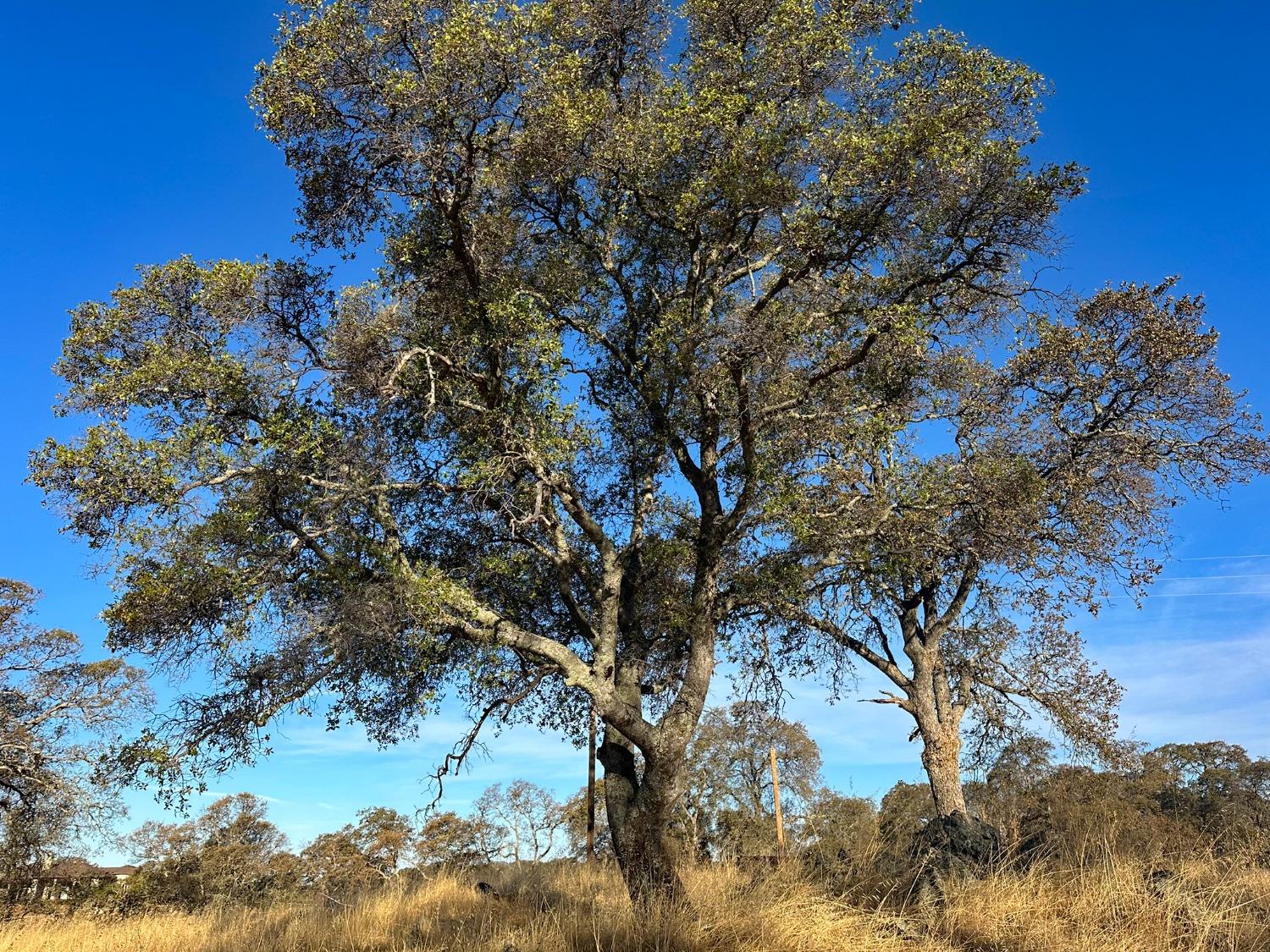 7388 Brandon Road Shingle Springs, CA 95682 - Photo 16 of 40