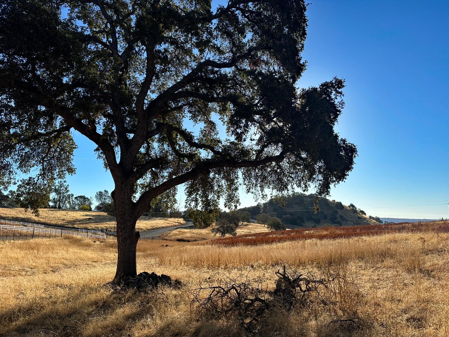7388 Brandon Road Shingle Springs, CA 95682 - Photo 27 of 40 a view of a yard with a tree