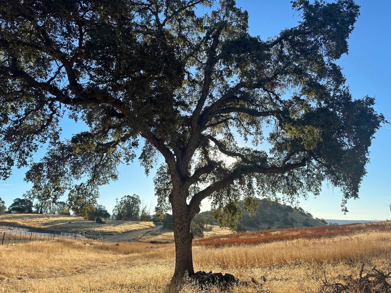 7388 Brandon Road Shingle Springs, CA 95682 - Photo 6 of 40 a view of a yard with a tree