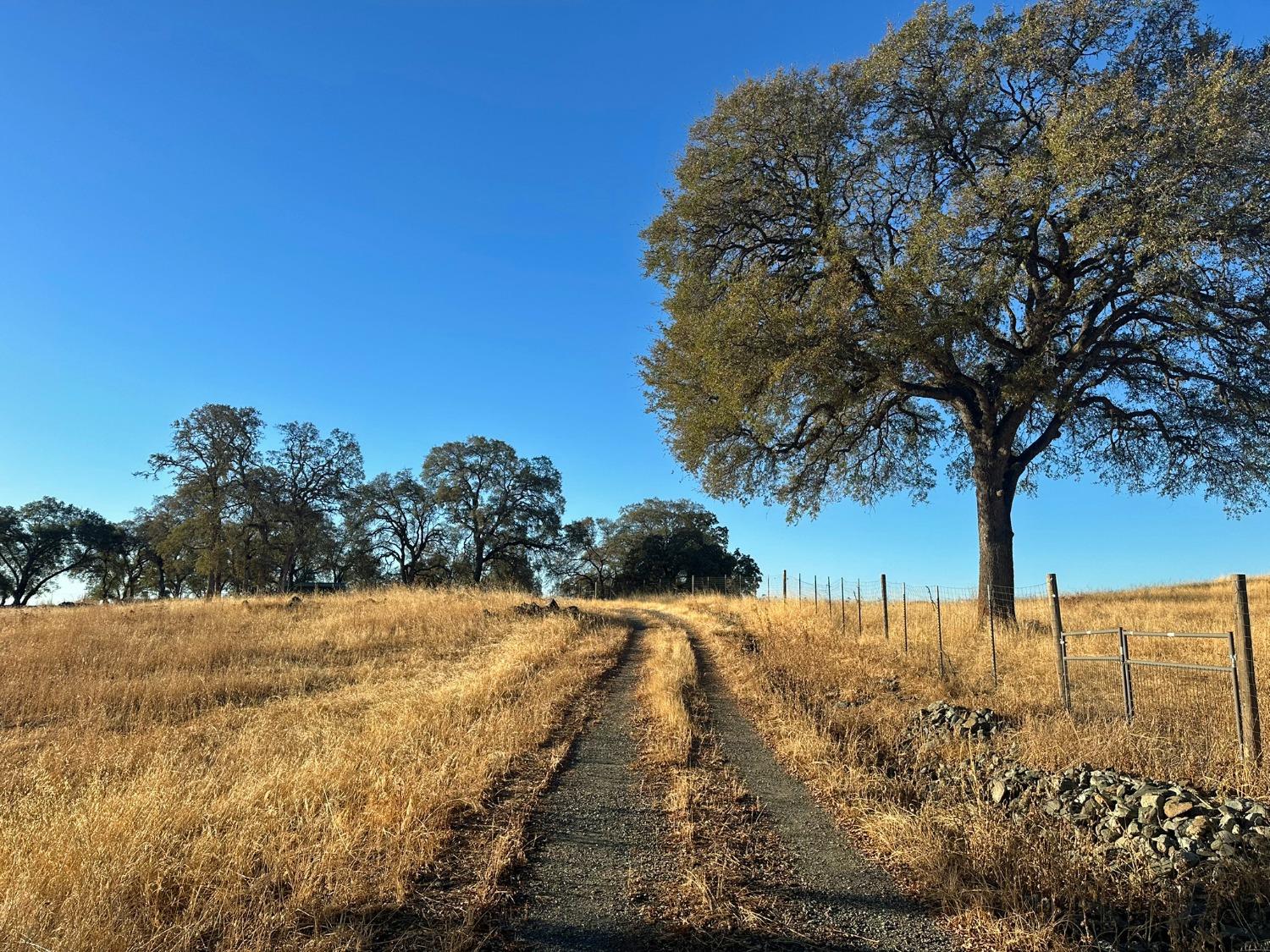 7388 Brandon Road Shingle Springs, CA 95682 - Photo 7 of 40 a view of a yard with a tree