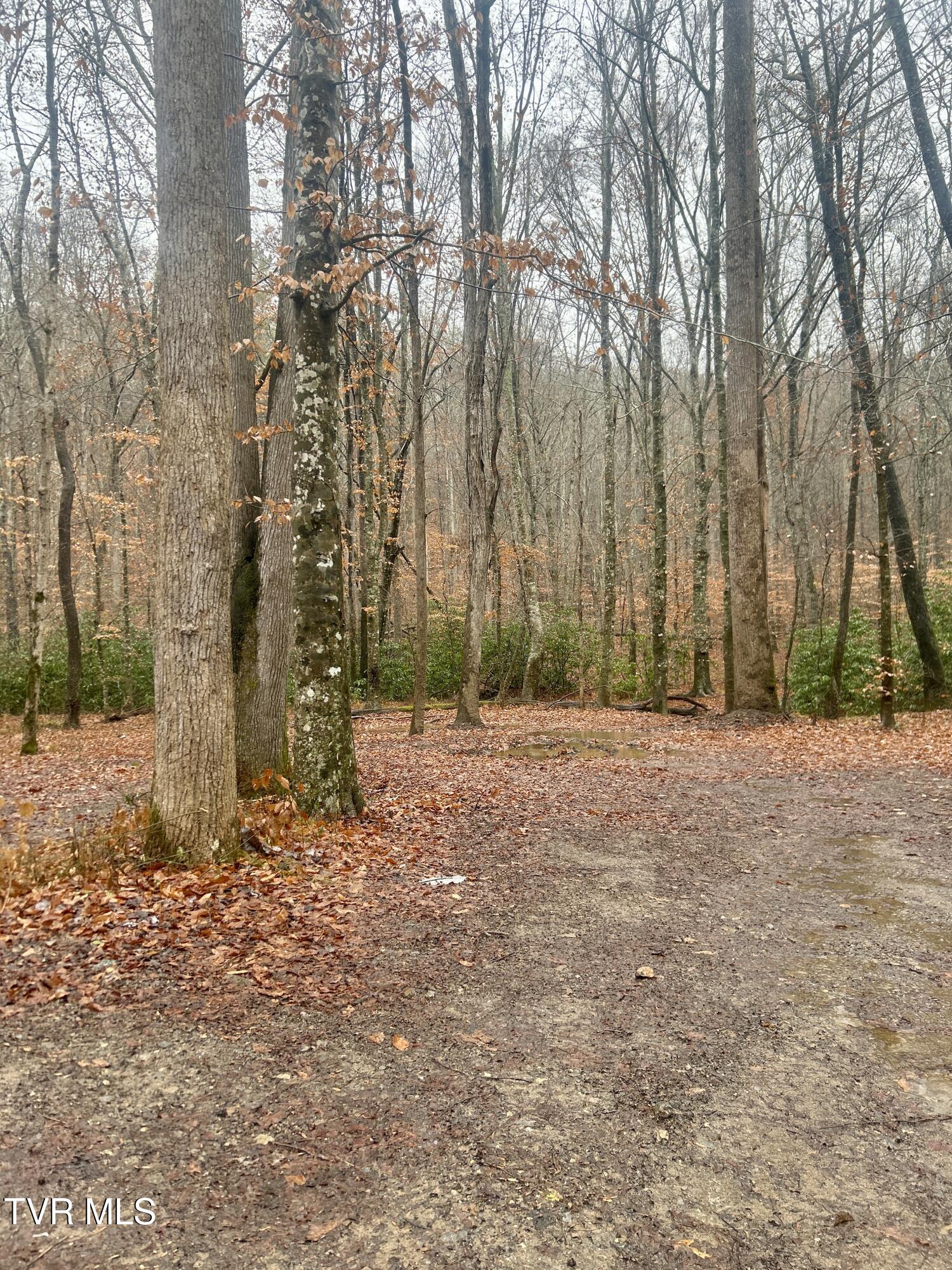 0 Briar Fork Road Bean Station, TN 37708 - Photo 12 of 30 IMG_8583