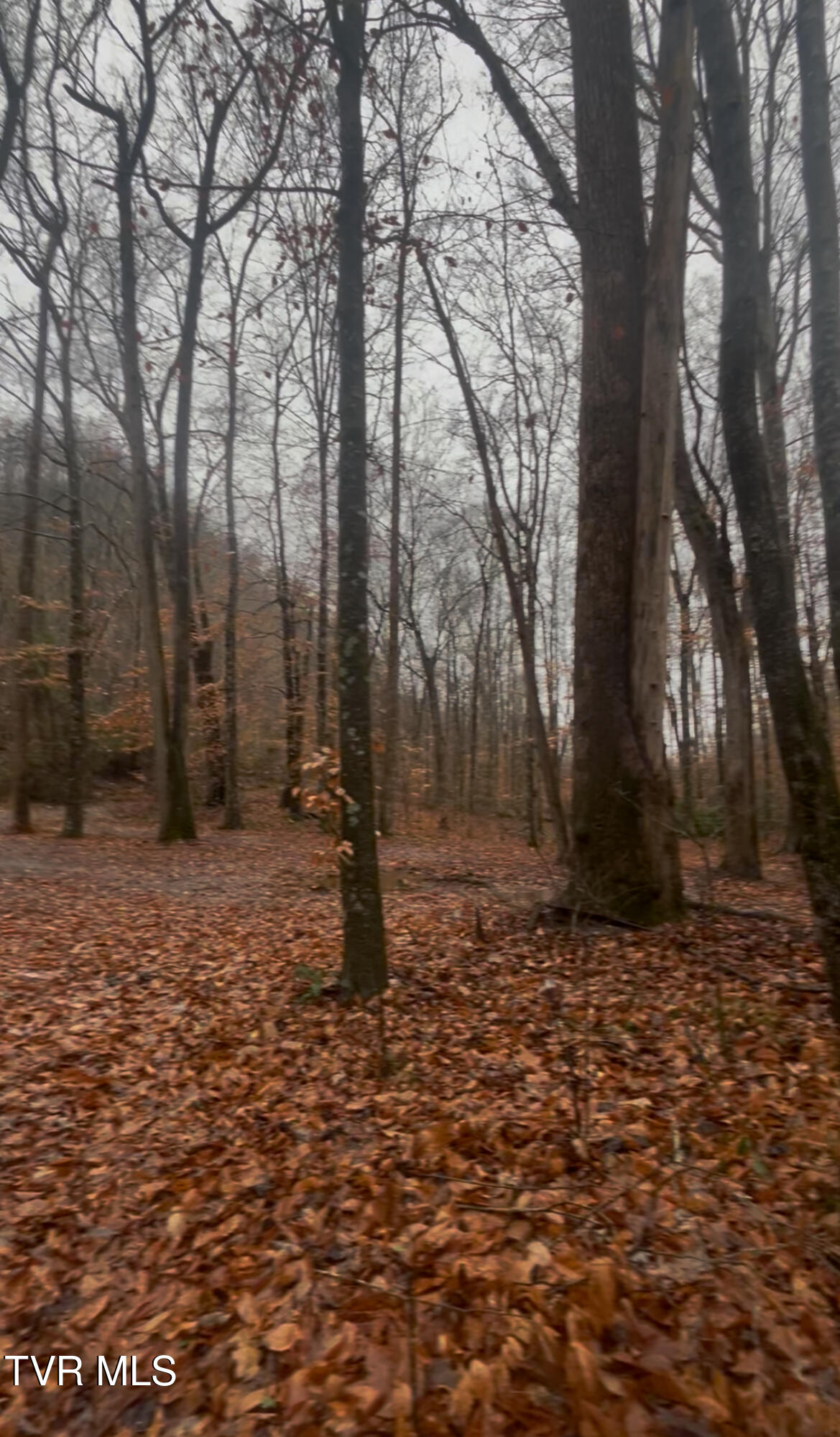 0 Briar Fork Road Bean Station, TN 37708 - Photo 18 of 30 IMG_9728