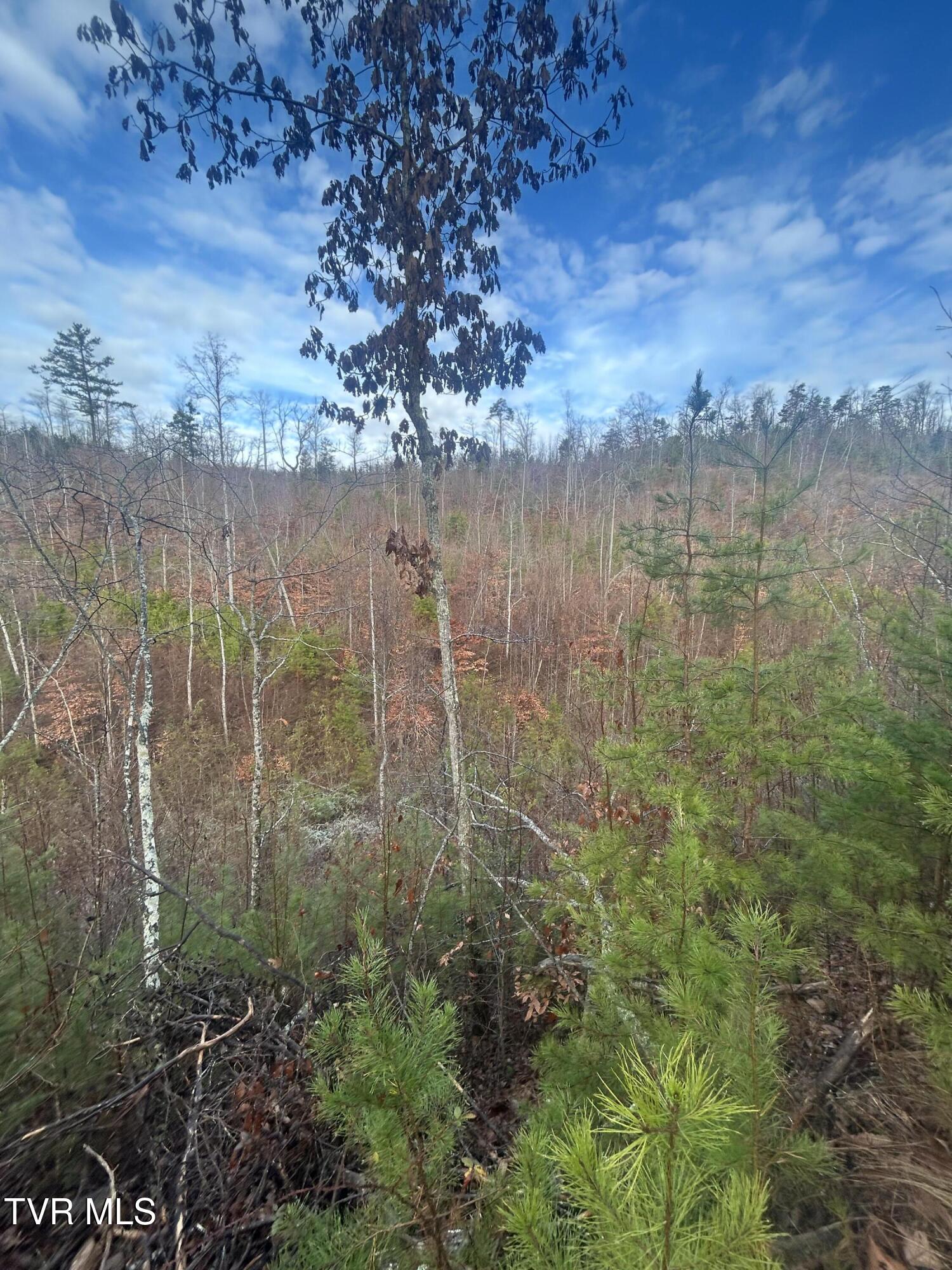 0 Briar Fork Road Bean Station, TN 37708 - Photo 19 of 30 IMG_9120