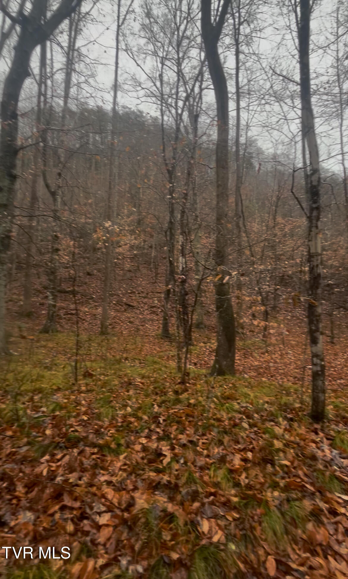 0 Briar Fork Road Bean Station, TN 37708 - Photo 23 of 30 IMG_0553