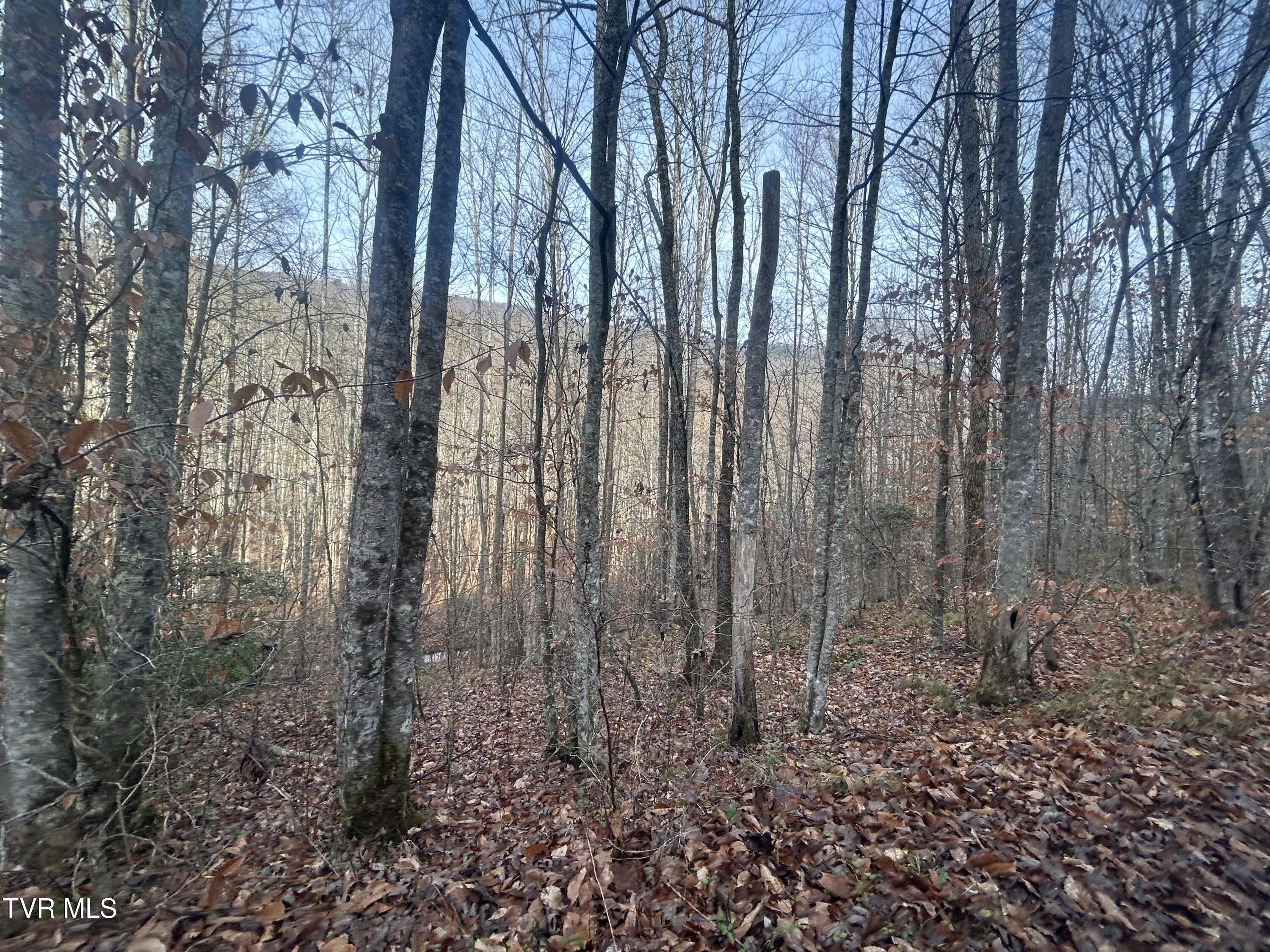 0 Briar Fork Road Bean Station, TN 37708 - Photo 24 of 30 IMG_9138