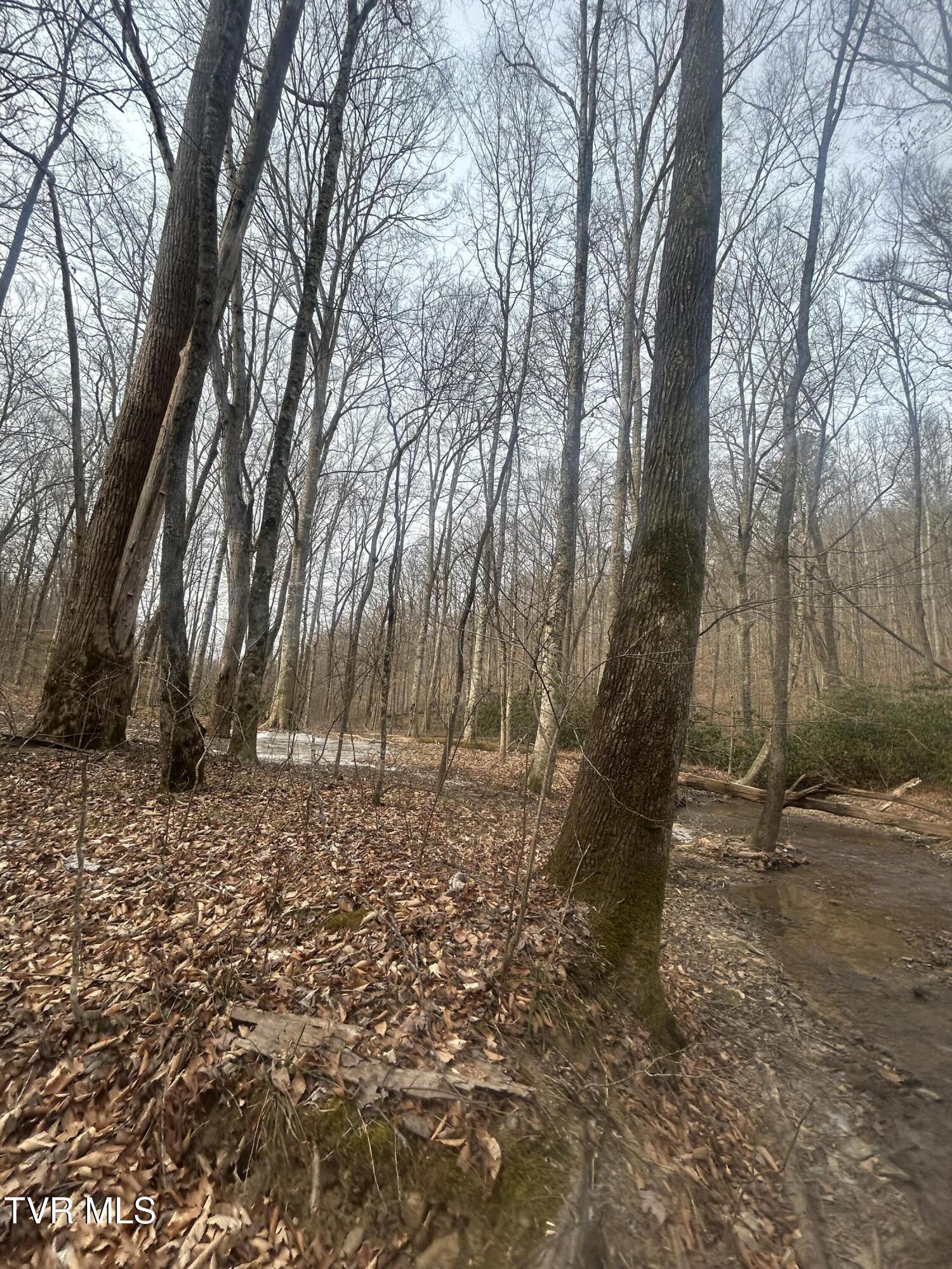 0 Briar Fork Road Bean Station, TN 37708 - Photo 28 of 30 IMG_0992