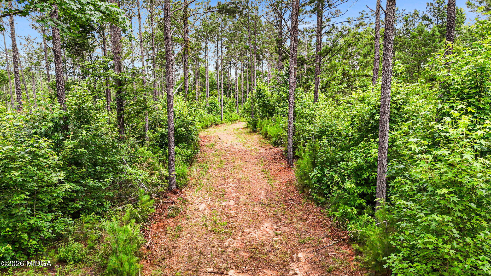 0 Howard Road Roberta, GA 31078 - Photo 14 of 14 a view of a pathway both side of yard
