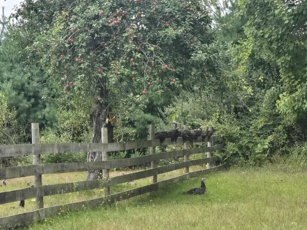 $269,000 | 9433 8 Mile Road, Mecosta, MI 49332