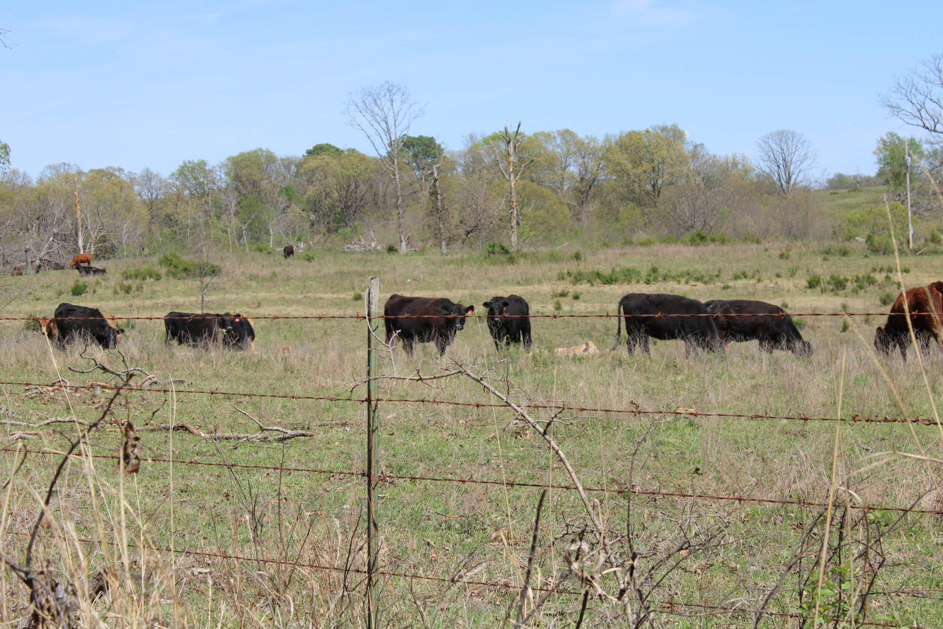 1602 Northeast 1289th Road Osceola, MO 64776 - Photo 64 of 78 IMG_4651
