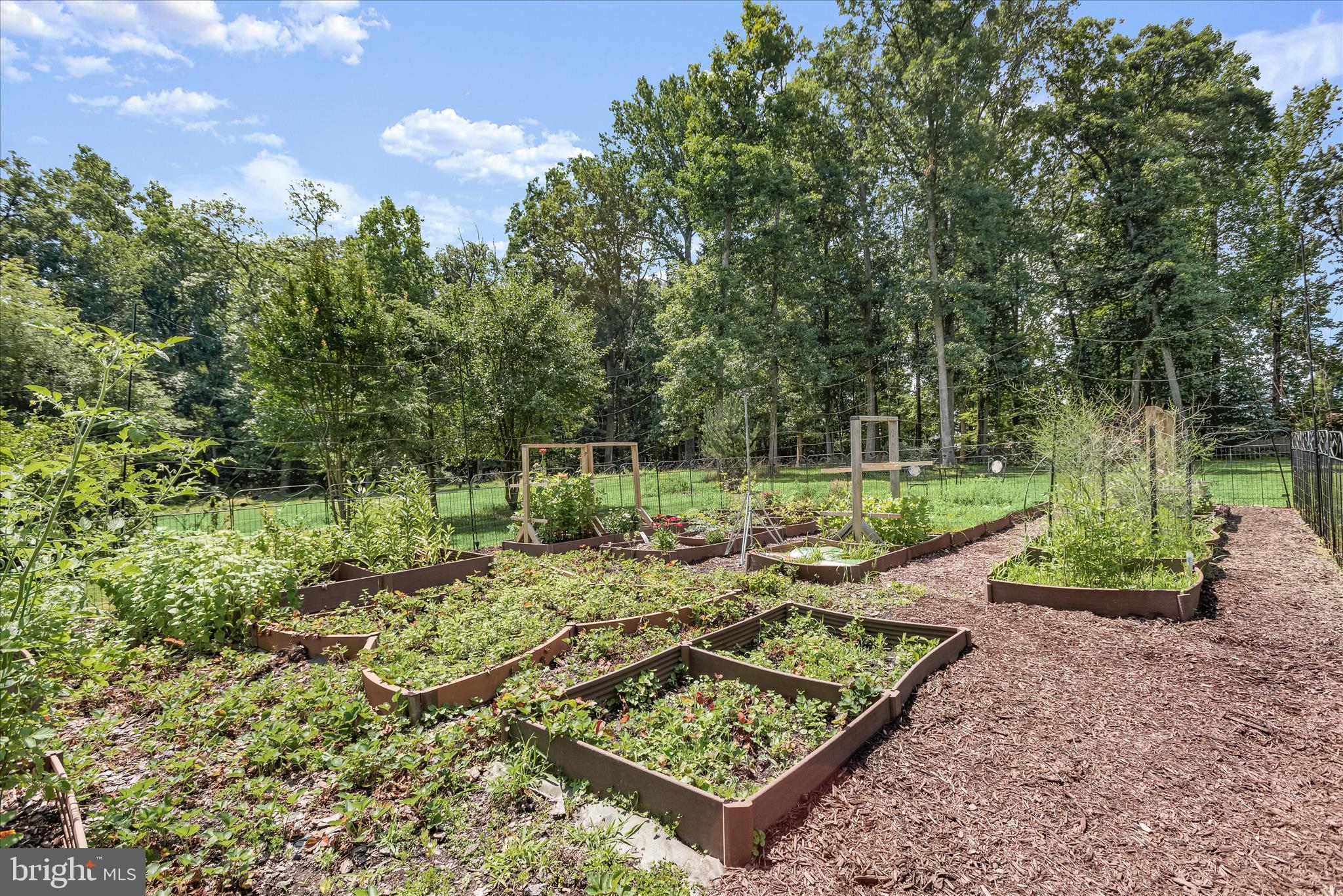 12351 Scaggsville Road Highland, MD 20777 - Photo 34 of 43 front view of a yard with potted plants and large trees